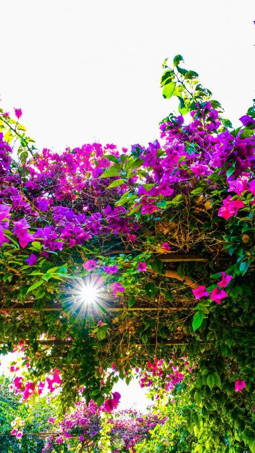 Lemon Garden Lodge Çıralı Εξωτερικό φωτογραφία