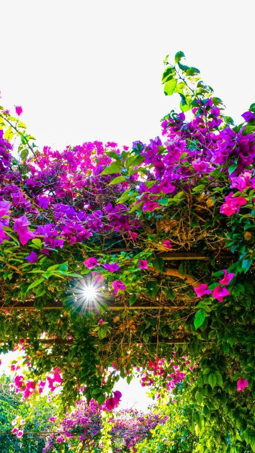 Lemon Garden Lodge Çıralı Εξωτερικό φωτογραφία
