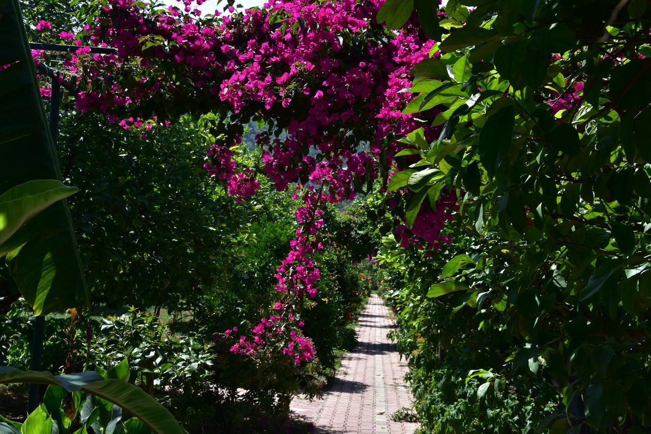 Lemon Garden Lodge Çıralı Εξωτερικό φωτογραφία